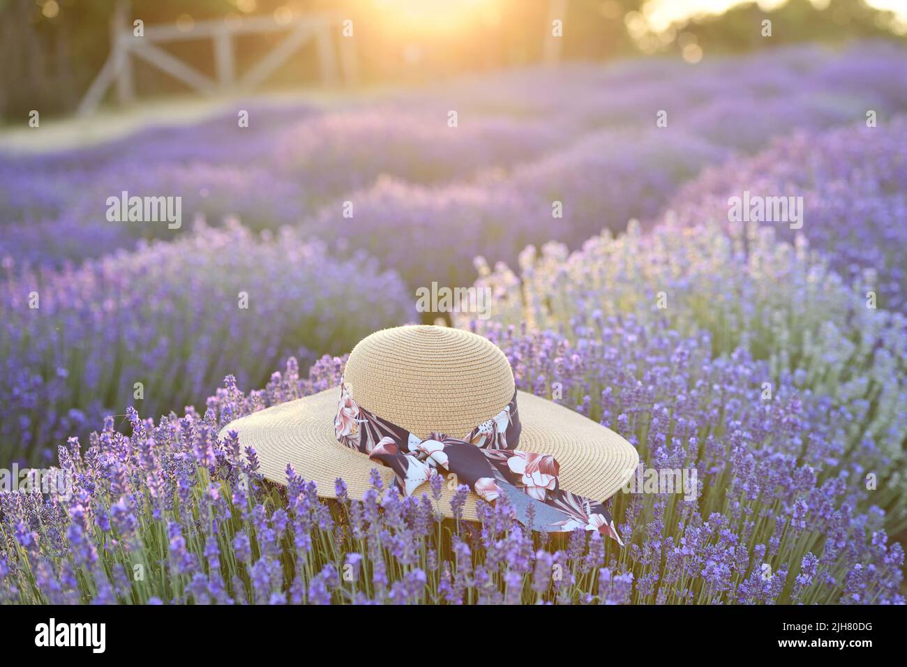 Straw hat with a ribbon in a lavender field at sunset Stock Photo - Alamy