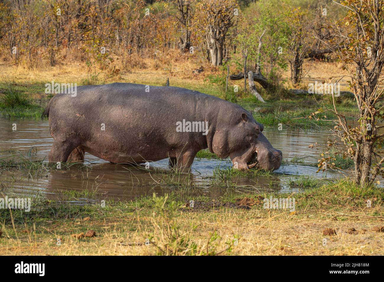 Hippopotamus (Hippopotamus amphibius) browsing at a water hole Stock Photo