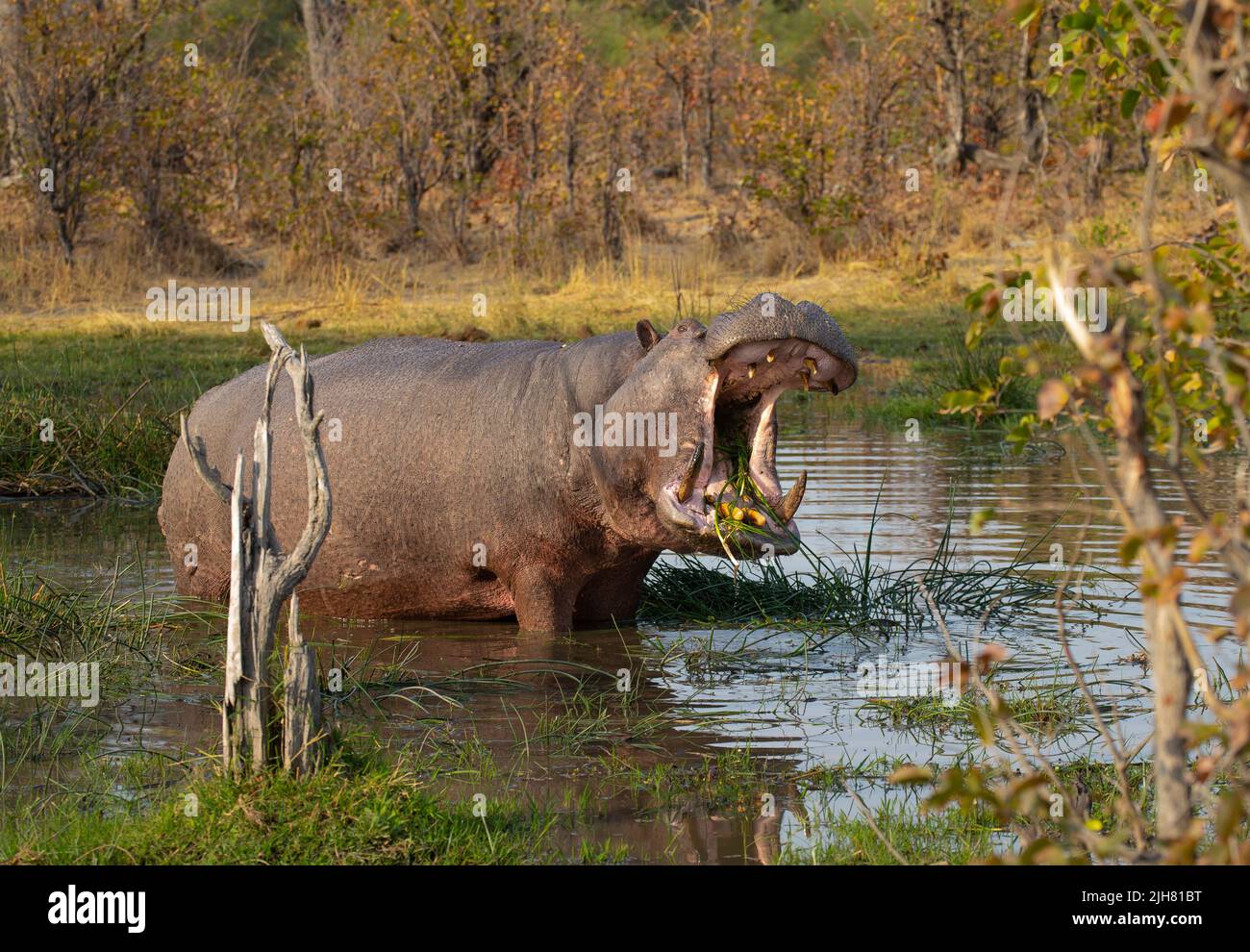 Hippopotamus (Hippopotamus amphibius) belching grass at a waterhole Stock Photo