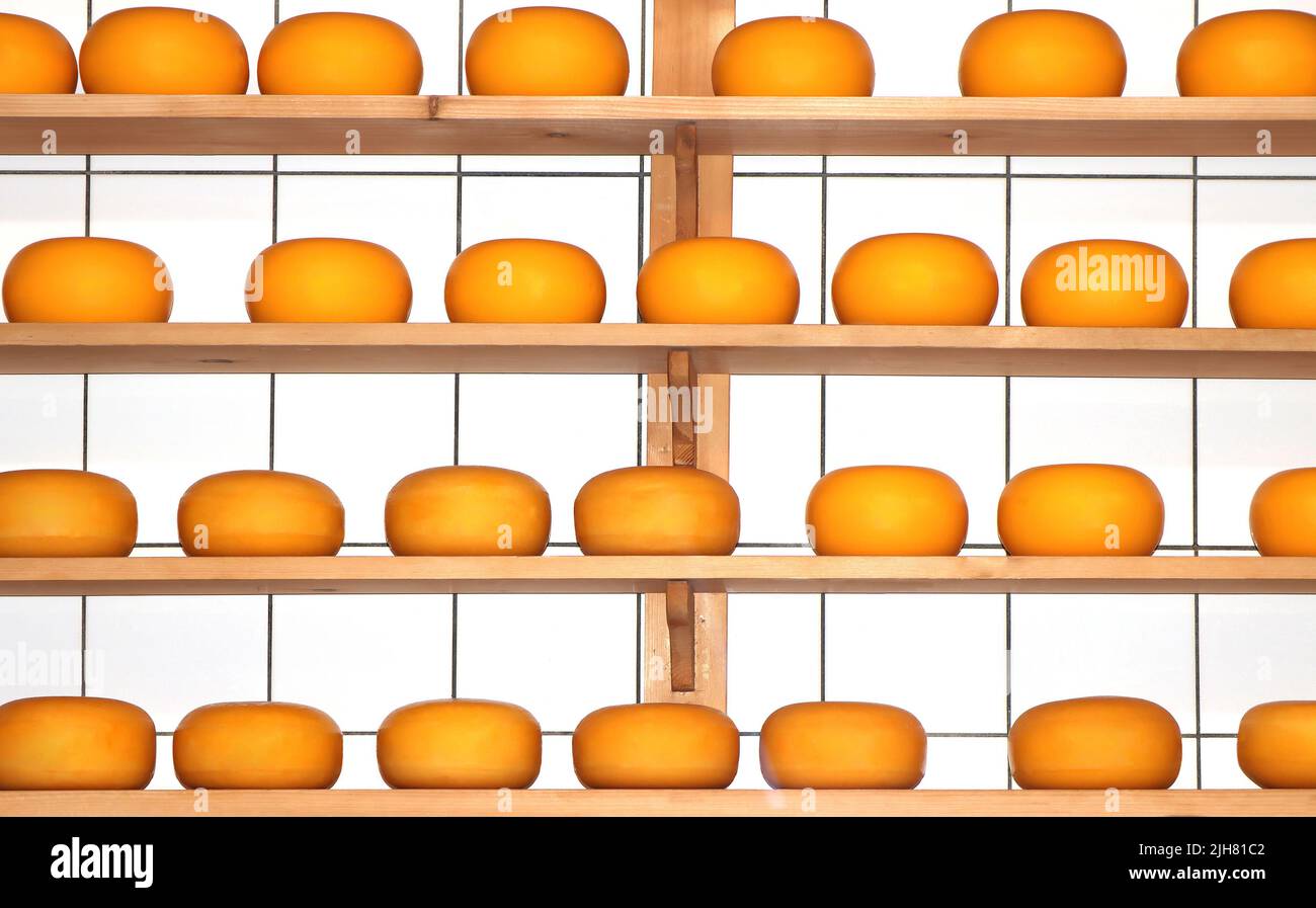 Yellow round Cheeses riping on the shelves Stock Photo
