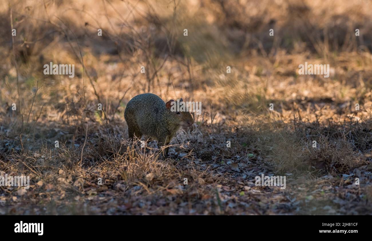 Azaras Agouti, Pantanal forest, Mato Grosso, Brazil Stock Photo