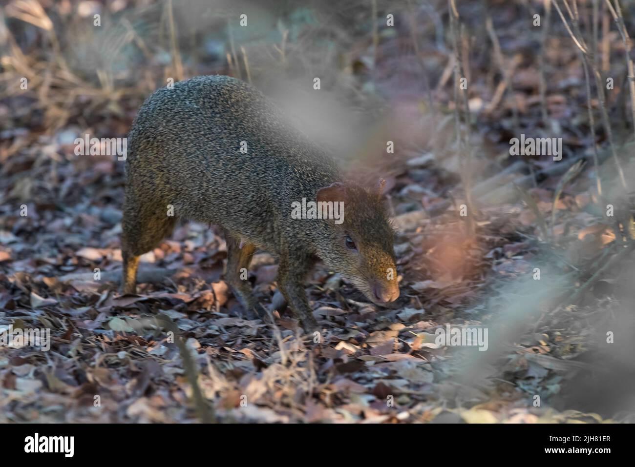 Azaras Agouti, Pantanal forest, Mato Grosso, Brazil Stock Photo