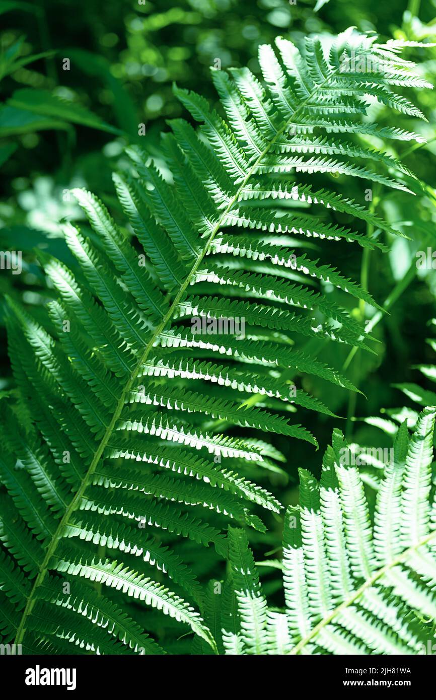 Fern leaves background. Green jungle leaves natural pattern. Stock Photo