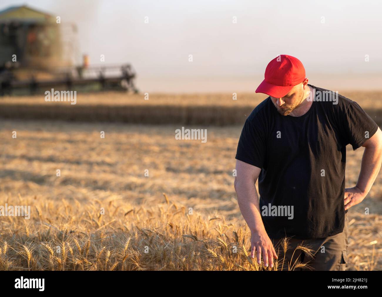 Young farmer standing  on field wheat, combine harvester in background Stock Photo