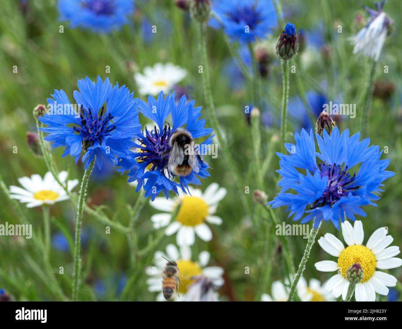 Cornflowers and daisies in a mixed flower meadow Stock Photo