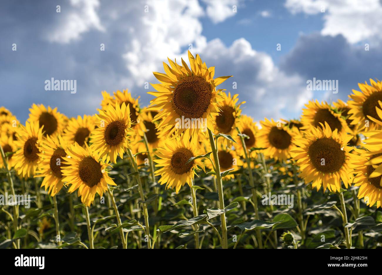 Sunflower in full bloom in field of sunflowers Stock Photo