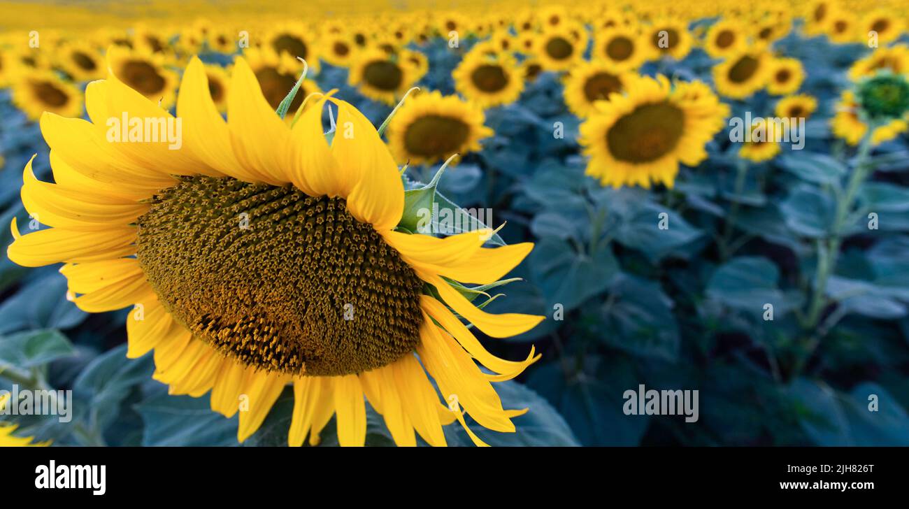Sunflower in full bloom in field of sunflowers Stock Photo - Alamy
