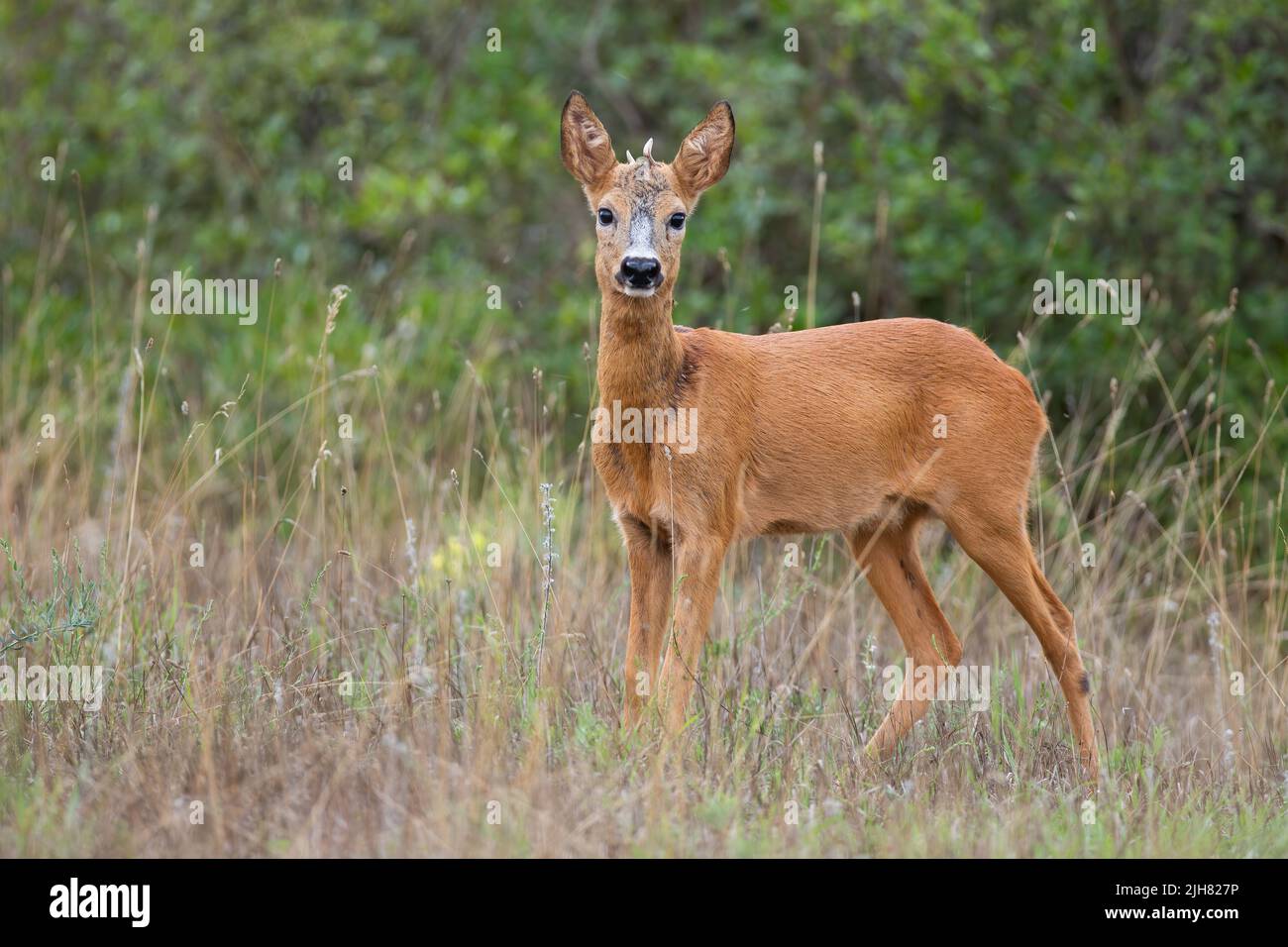 Young roe deer looking to the camera in grassland in summer Stock Photo