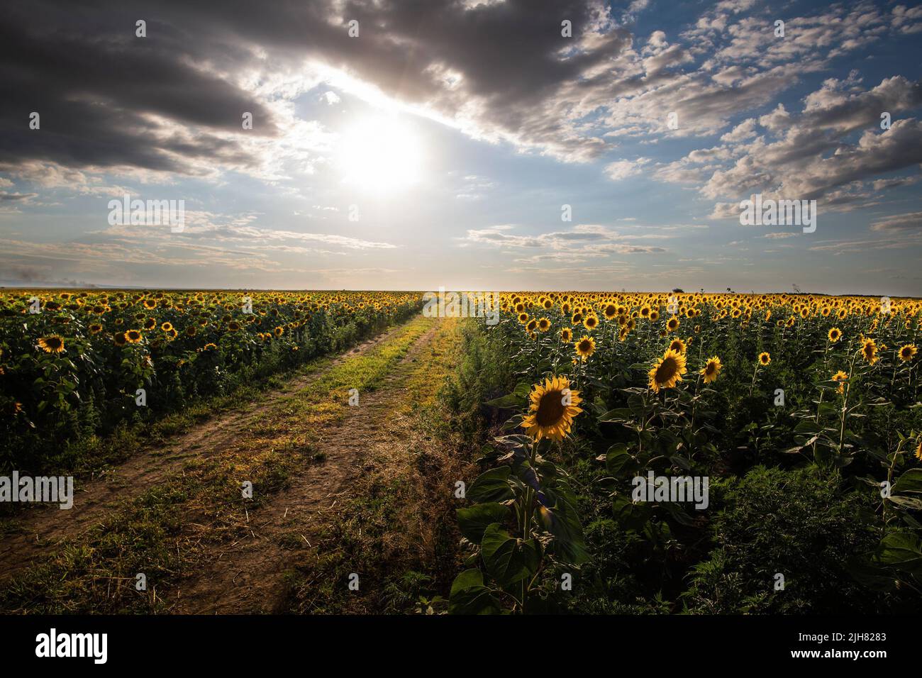 Sunflower field on sunset. Beautiful nature landscape panorama. Stock Photo