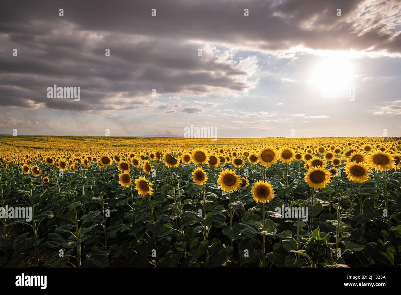 Sunflower field on sunset. Beautiful nature landscape panorama. Stock Photo