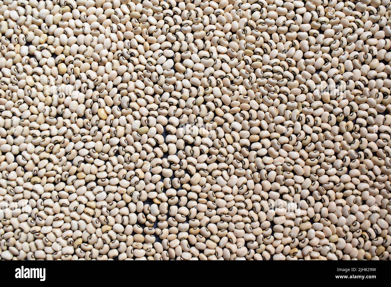 Whole dried Black eyed peas Stock Photo Alamy