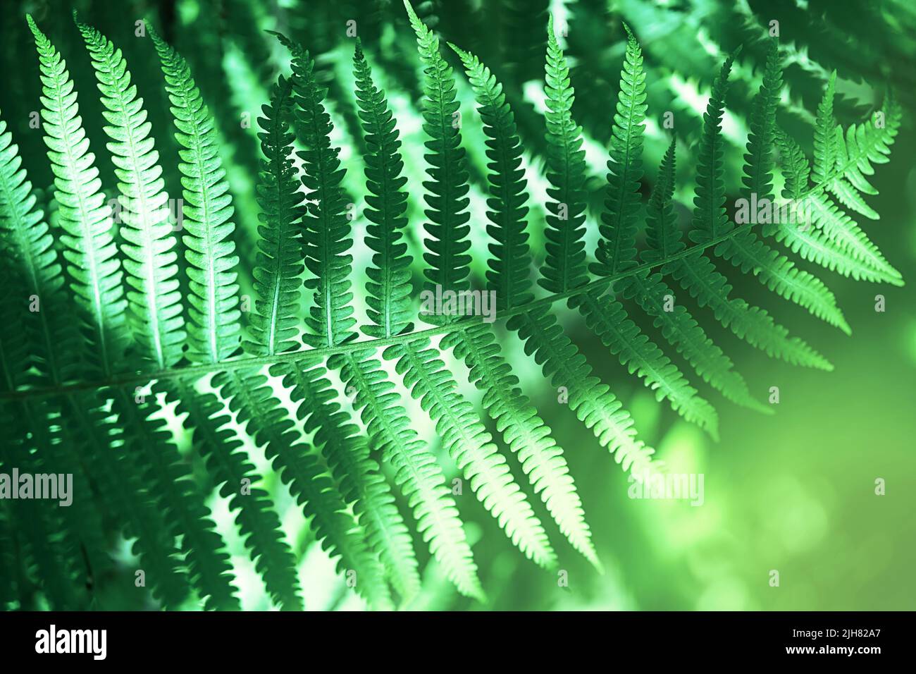 Jungle leaves hi-res stock photography and images - Alamy