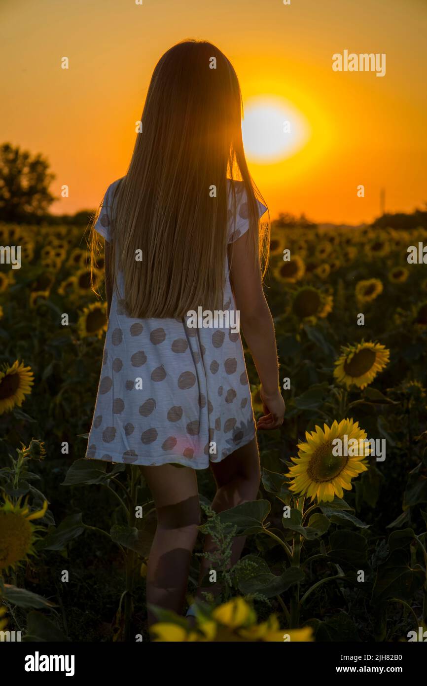 A little girl in a field with sunflowers looks at the sunset Stock ...