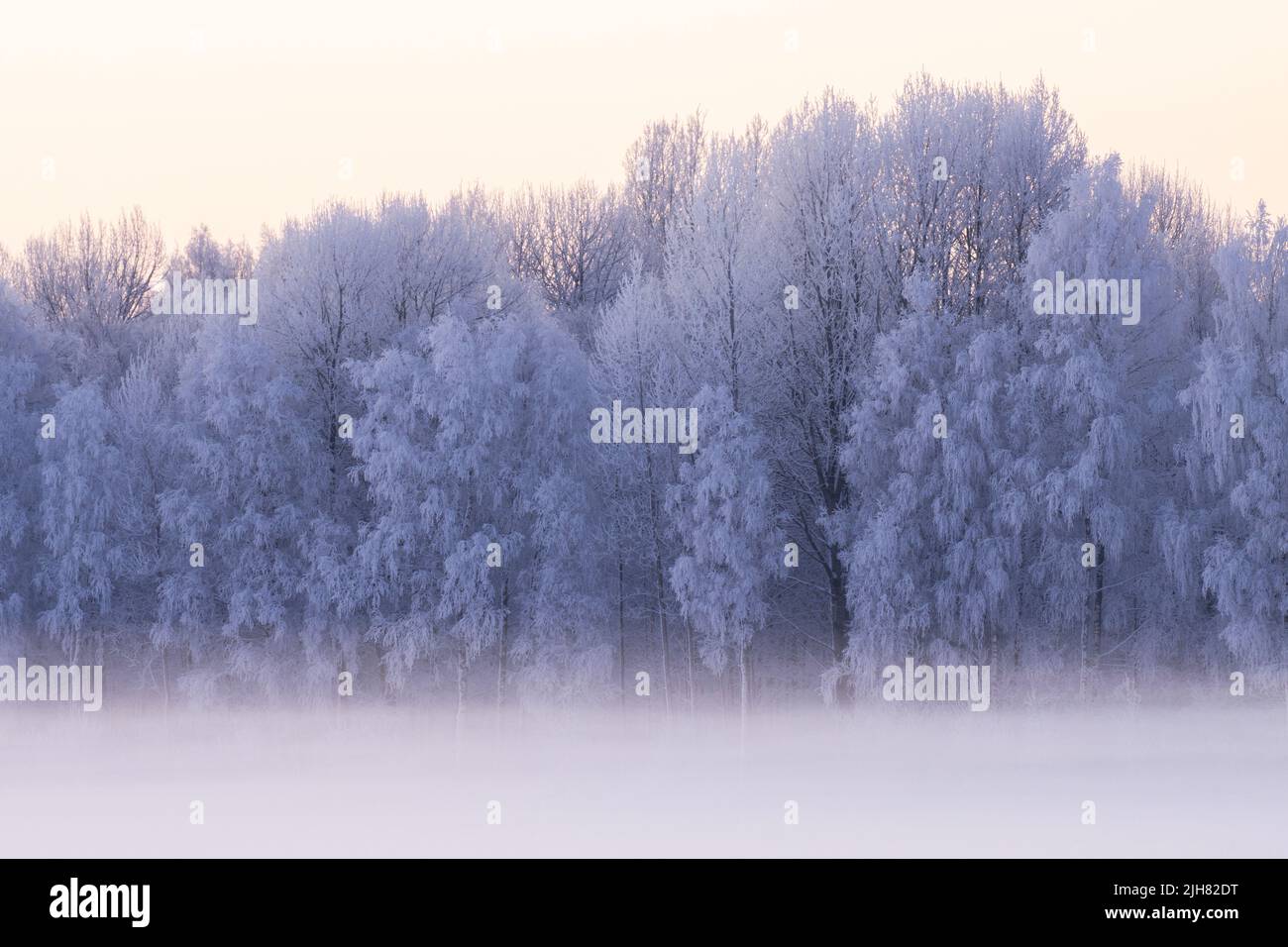Stunning frost-covered mixed forest in Estonia during a cold winter day Stock Photo