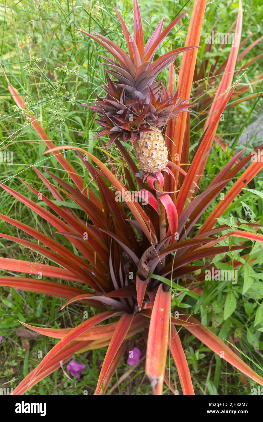 Ananas flower hi-res stock photography and images - Page 3 - Alamy