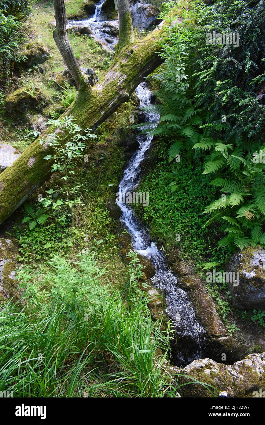 Small cascade waterfall in a european forest with sparkling water and green ecosystem around it. Stock Photo