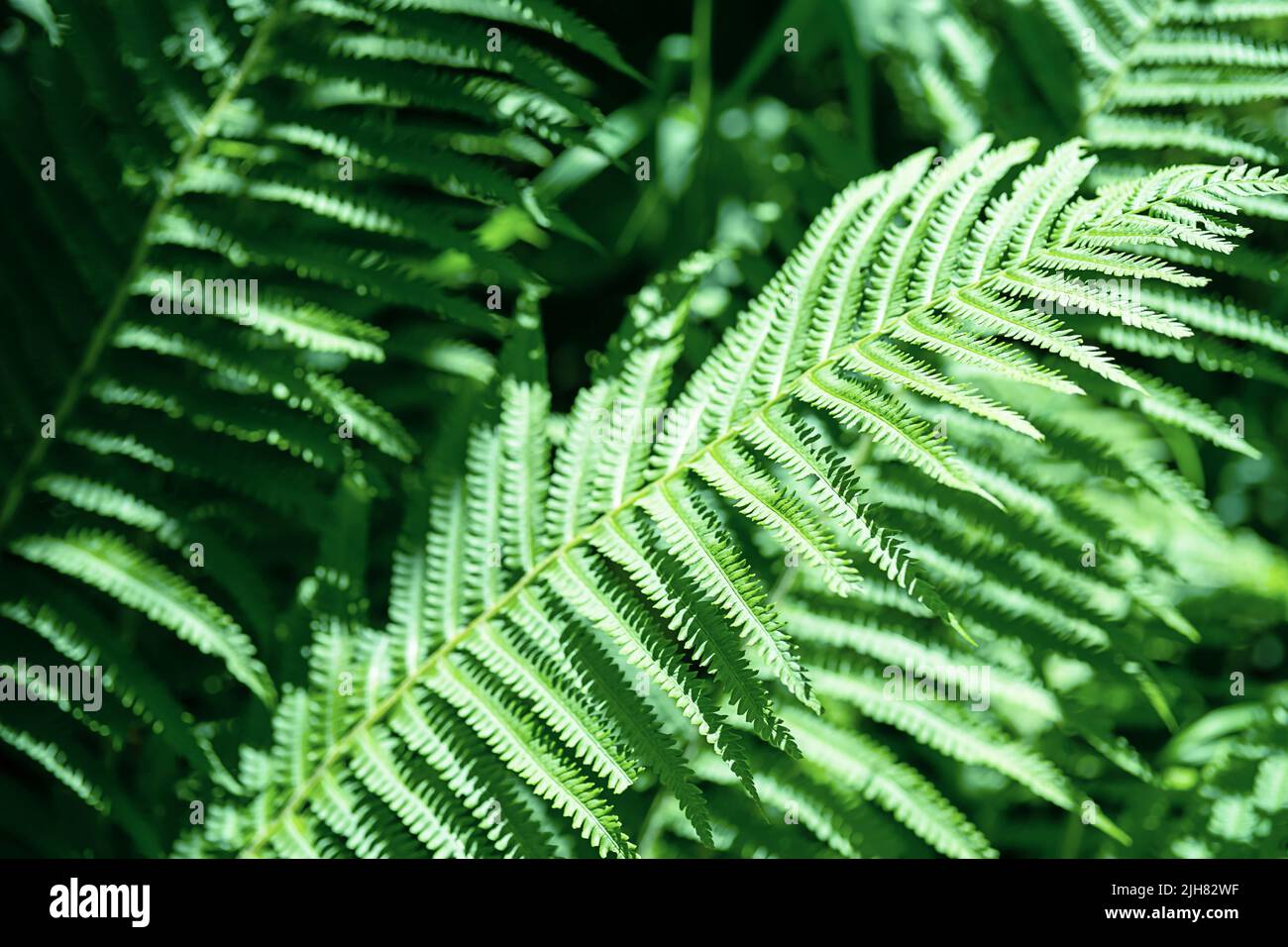 Fern leaves background. Green jungle leaves natural pattern Stock Photo
