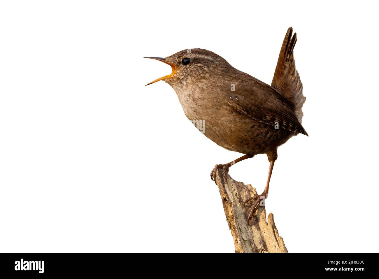 Eurasian wren singing on wood with space for text. Stock Photo