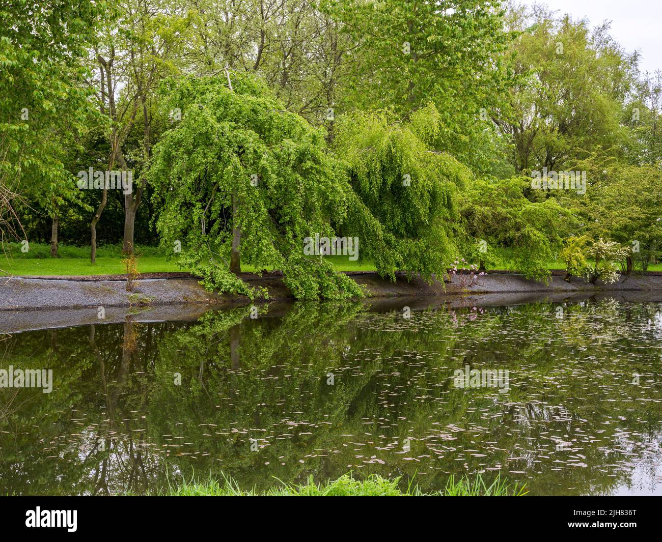 Weeping willow tree reflected in a pond Stock Photo