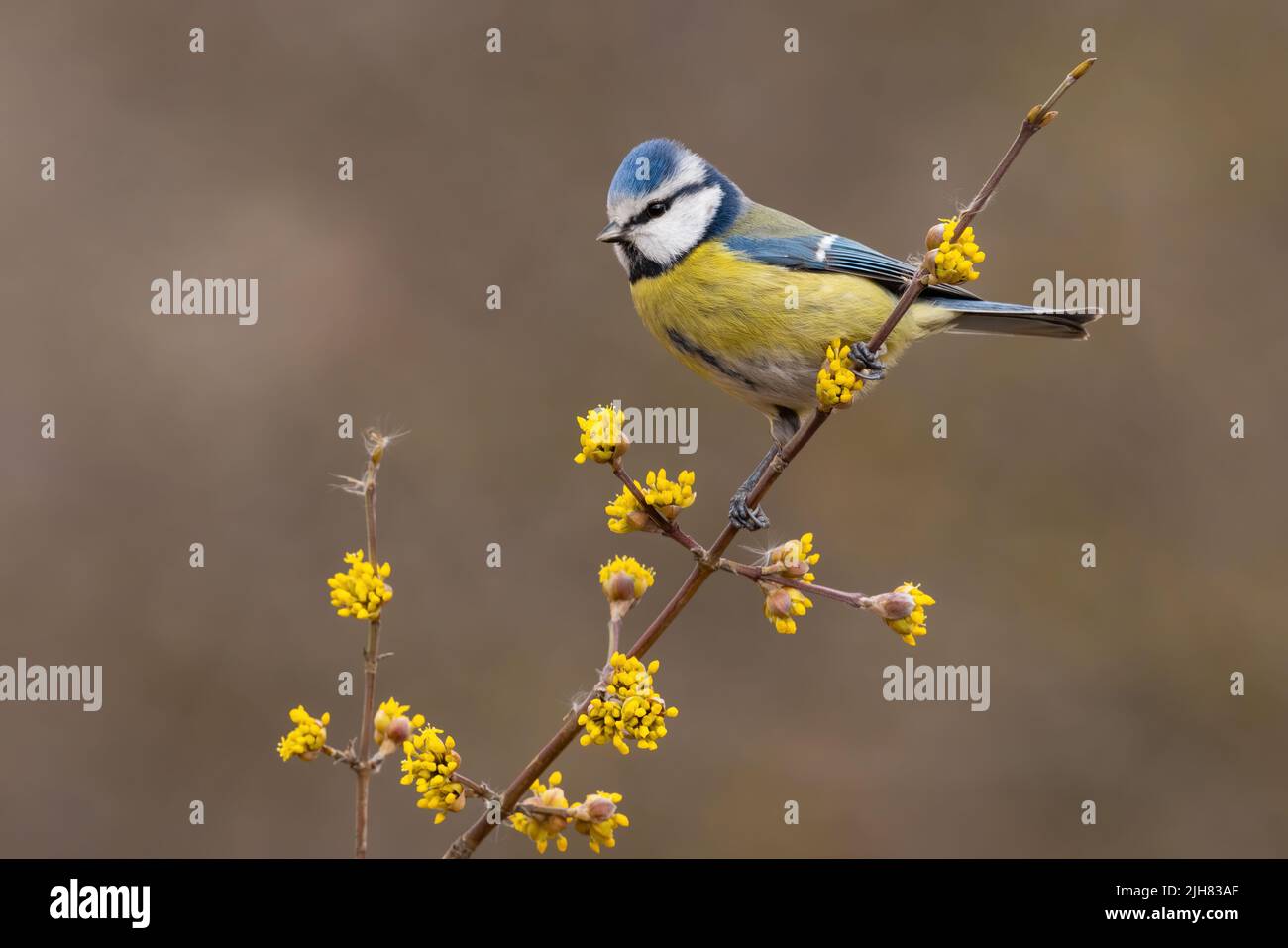 Eurasian blue tit sitting on twig in in spring nature Stock Photo