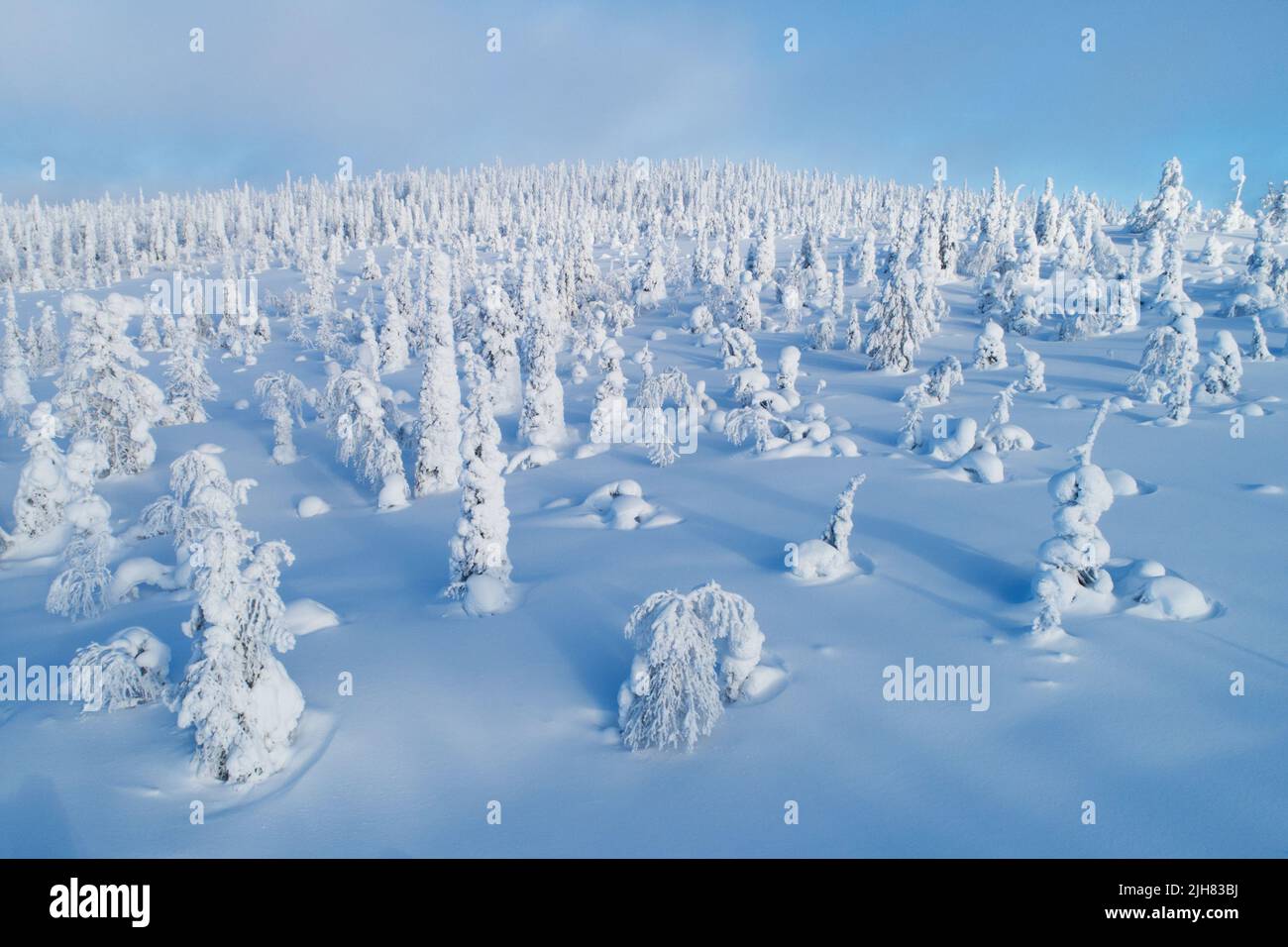 Aerial of snowy taiga forest in Riisitunturi National Park during a sunny day Stock Photo