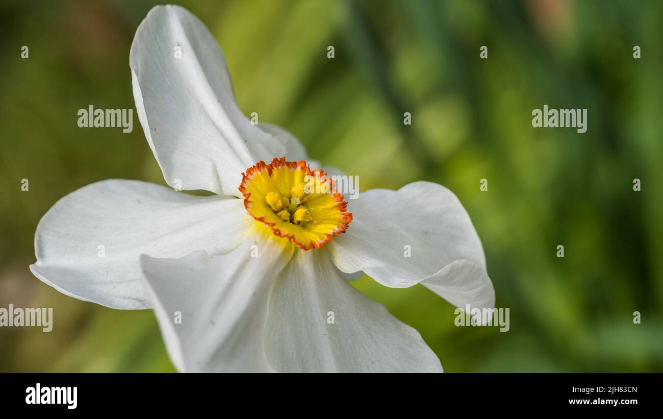 A macro shot of a pheasant eye daffodil bloom. Stock Photo