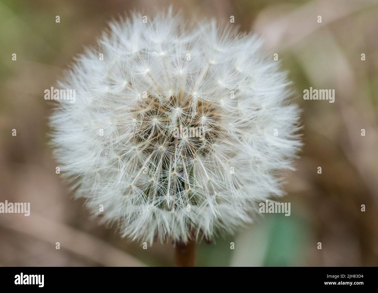 A macro shot of a dandelion clock. Stock Photo