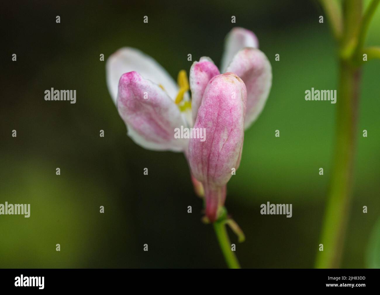 A macro shot of some tartarian honeysuckle blossom. Stock Photo