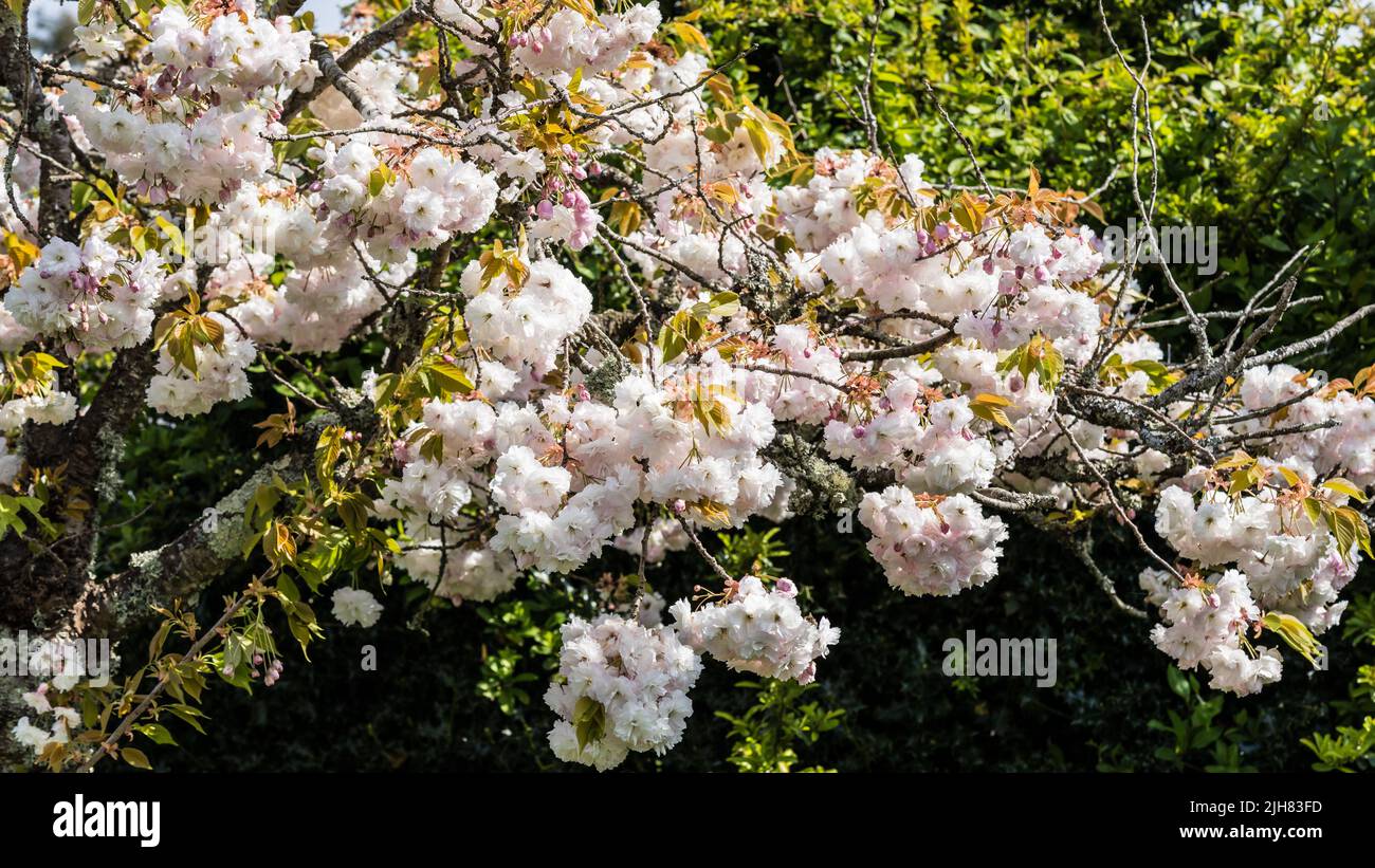 A shot of a cherry tree in bloom. Stock Photo