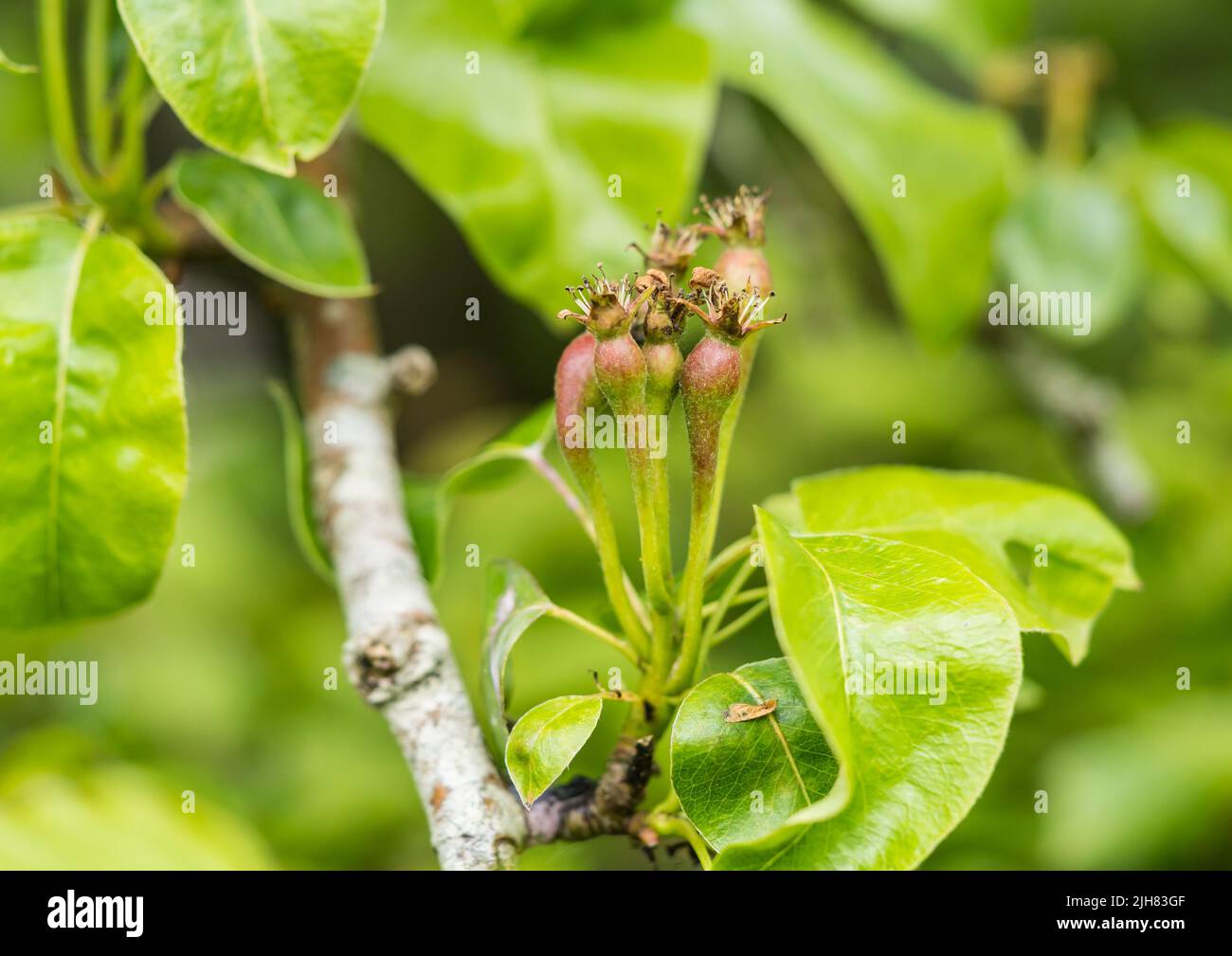 A macro shot of some pears beginning to form within the branches of a pear tree. Stock Photo