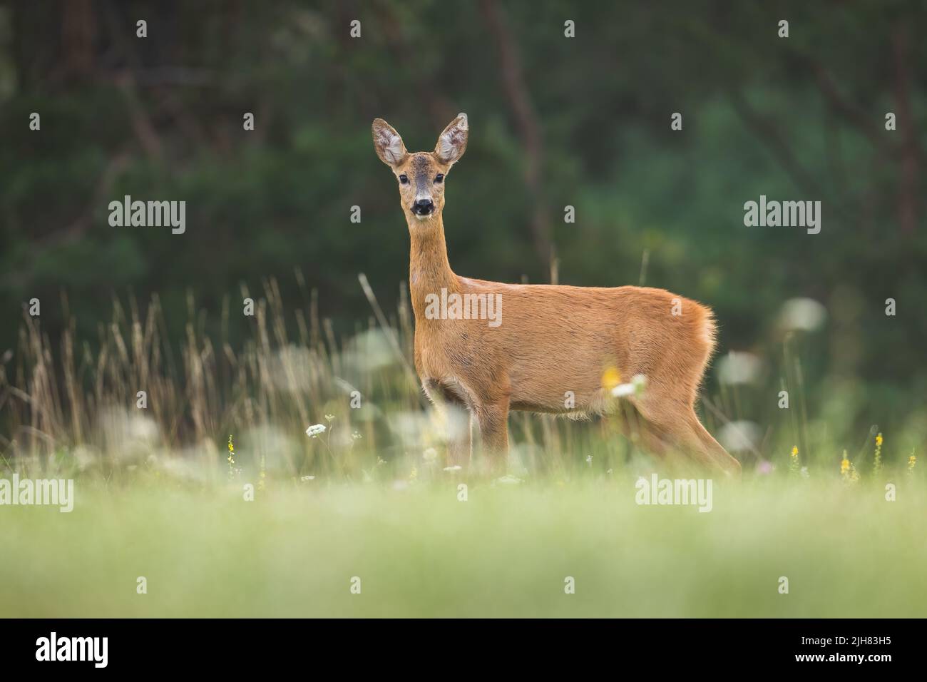 Roe deer looking to the camera on meadow in summer Stock Photo