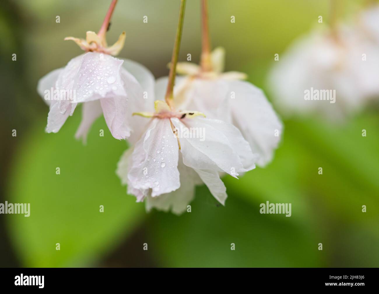 A macro shot of some late cherry tree blossom. Stock Photo