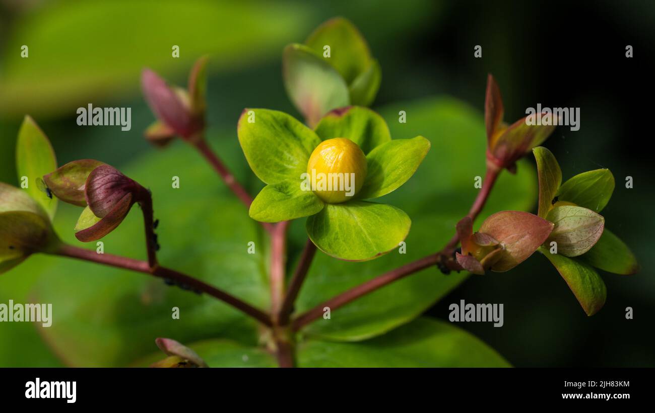 A macro shot of the flower bud of a tutsan bush. Stock Photo