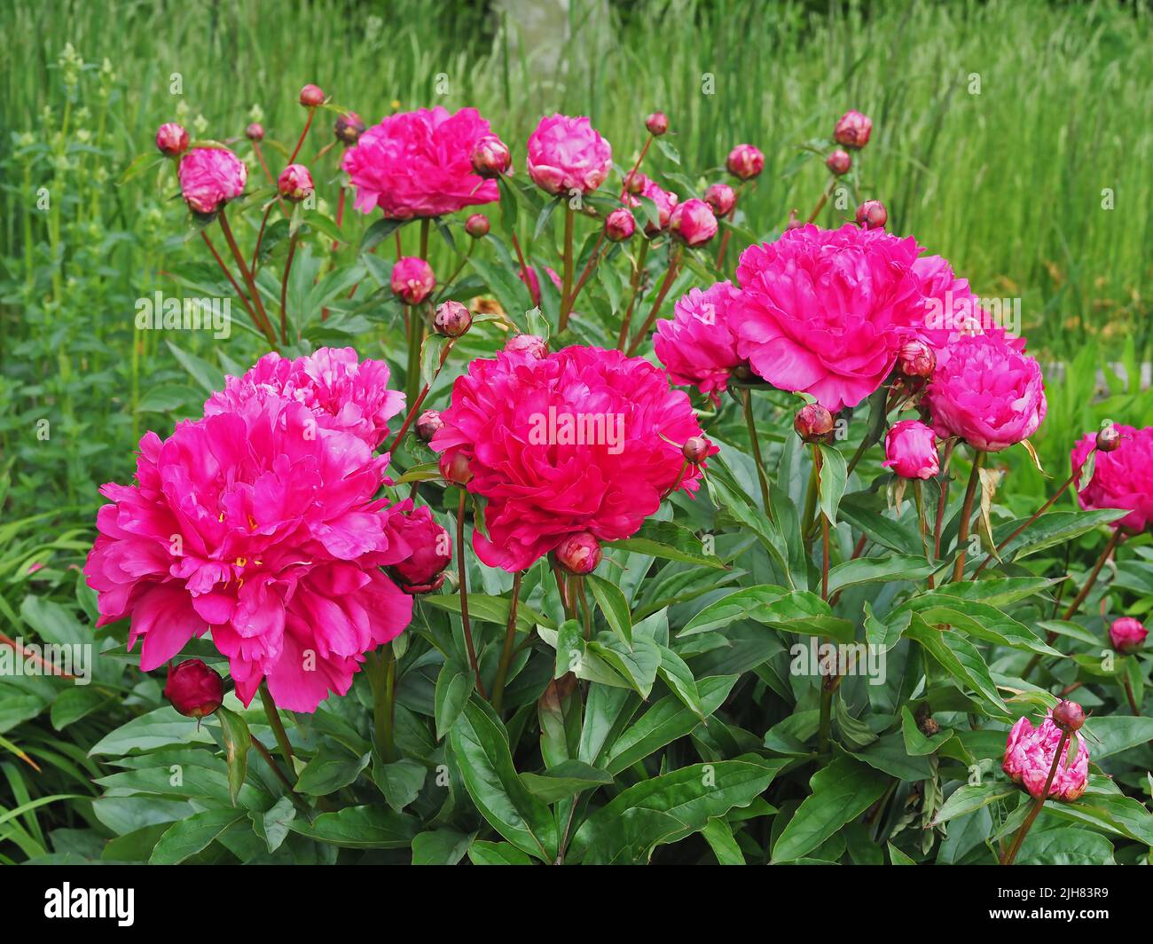 Peony with bright pink flowers, variety Felix Crousse Stock Photo