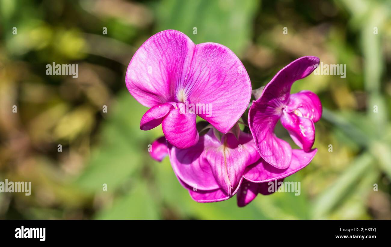 A macro shot of a magenta coloured sweet pea bloom. Stock Photo