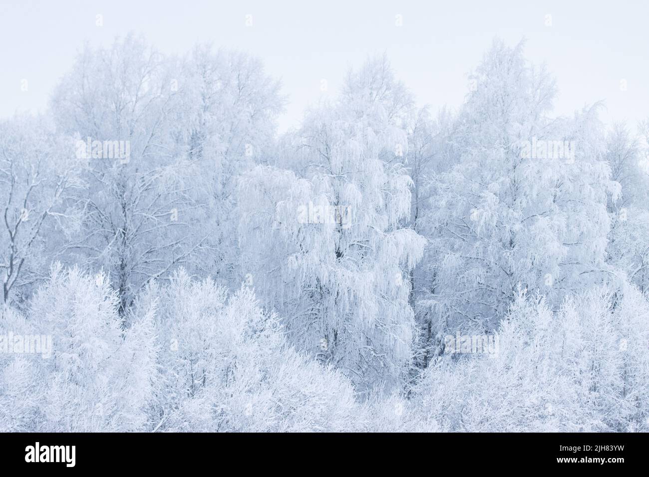 Frosty trees on a cold winter day in Estonia, Northern Europe Stock Photo