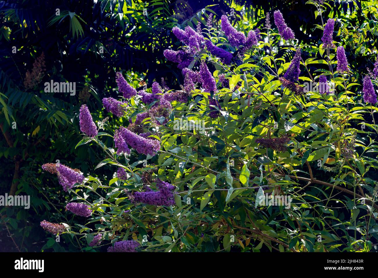 Buddleia bush. Known as the railway bush as it often seen along railway lines. Also called the butterfly bush. Stock Photo