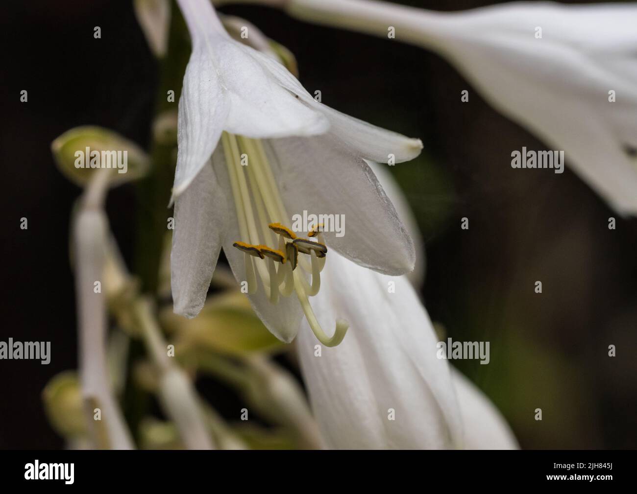 A macro shot of some white hosta blooms. Stock Photo