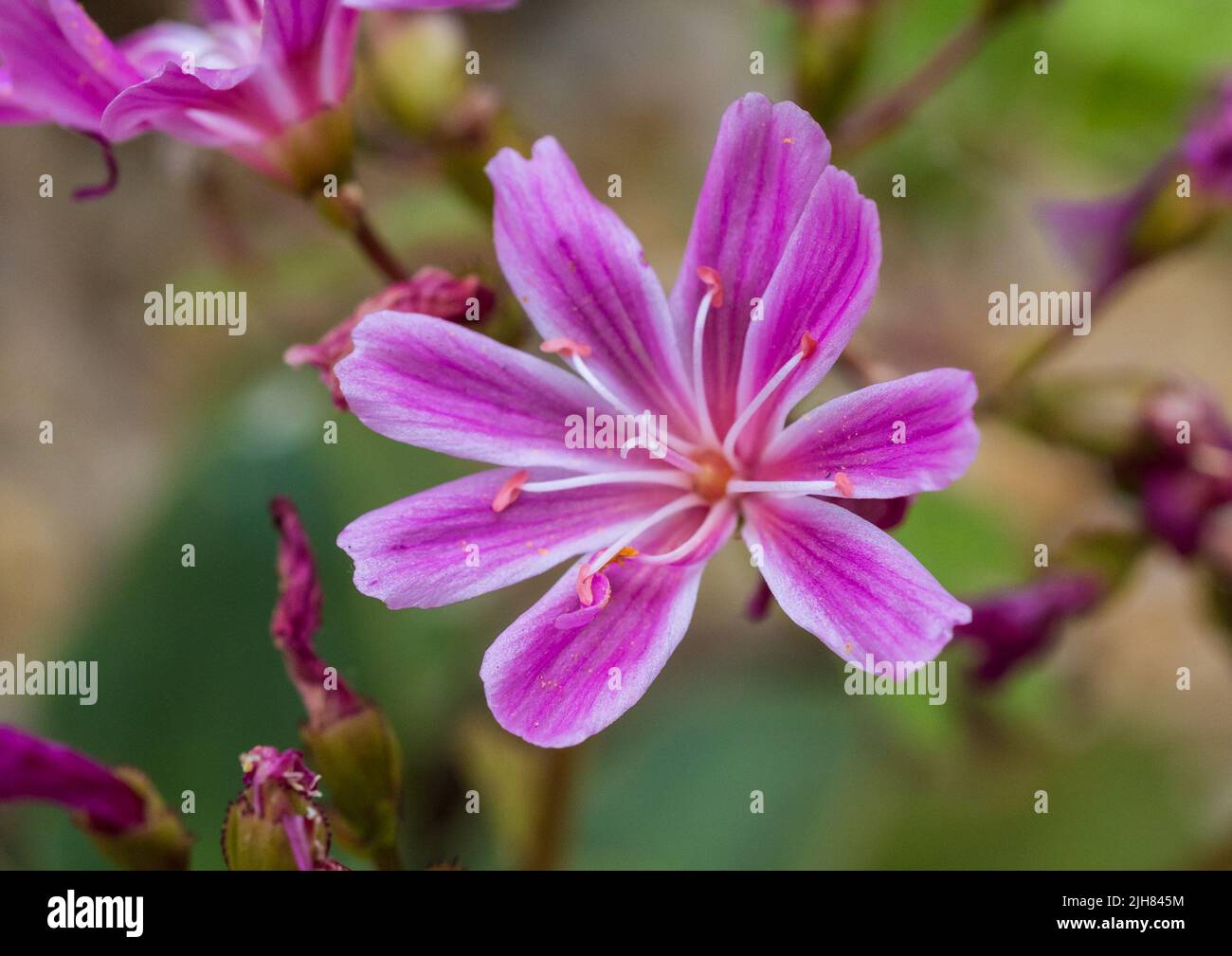 A macro shot of a pink lewisia bloom. Stock Photo