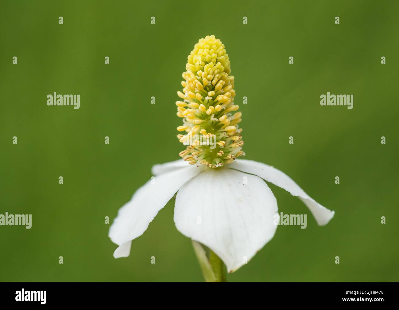 A macro shot of a houttuynia cordata bloom. Stock Photo
