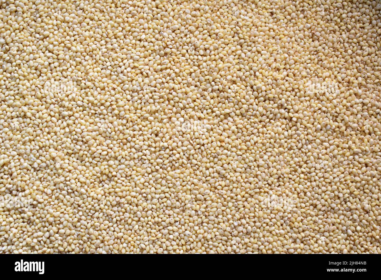 Whole dry Proso millet cereal grains Stock Photo Alamy