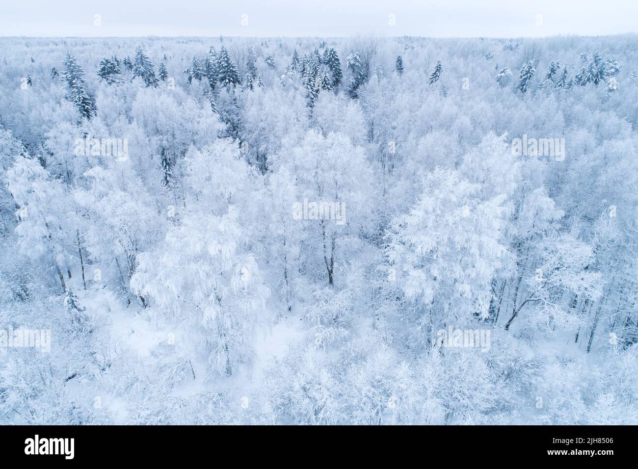 Frosty mixed boreal forest on a cold day in Estonia, Northern Europe Stock Photo