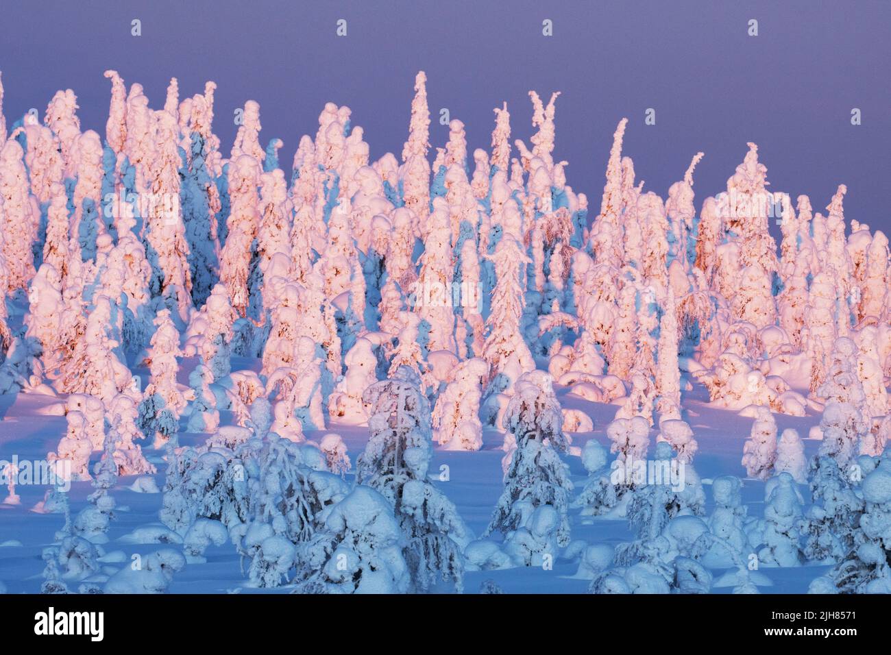 Snow-covered Spruce trees on a hillsideduring a sunset in Riisitunturi National Park Stock Photo