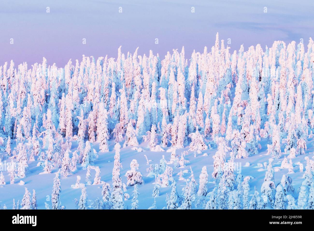 Snow-covered Spruce trees on a hillsideduring a sunset in Riisitunturi National Park Stock Photo