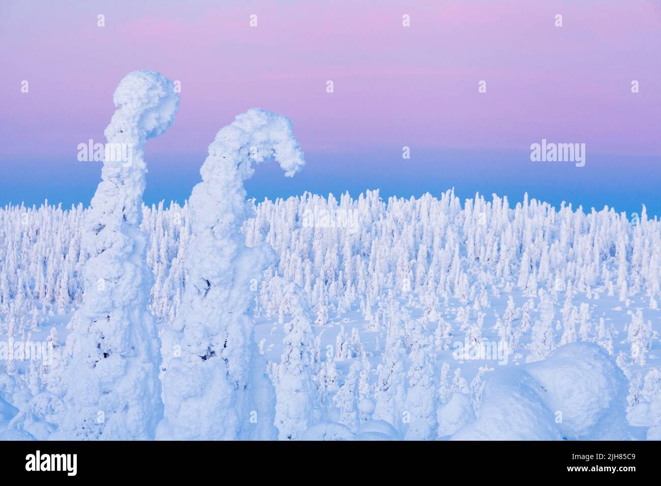 Snow-covered Spruce trees on a hillside and pinkish sky behind them in Riisitunturi National Park during an evening Stock Photo