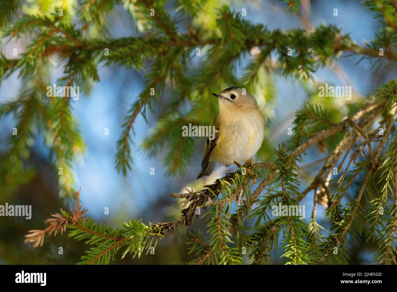 Small Goldcrest, Regulus regulus perched on a Spruce branch in Estonian boreal forest Stock Photo