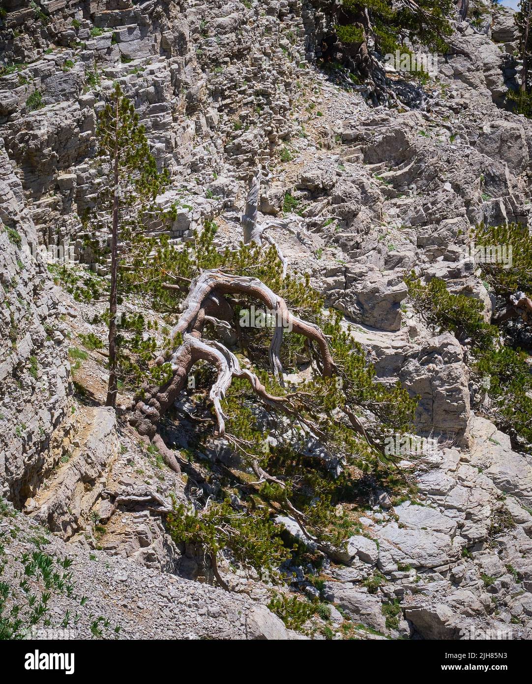 Young and old Bosnian Pine trees Pinus heldreichii clinging to sheer limestone cliffs at 2000m on Mount Timfi in Zagoria Greece Stock Photo