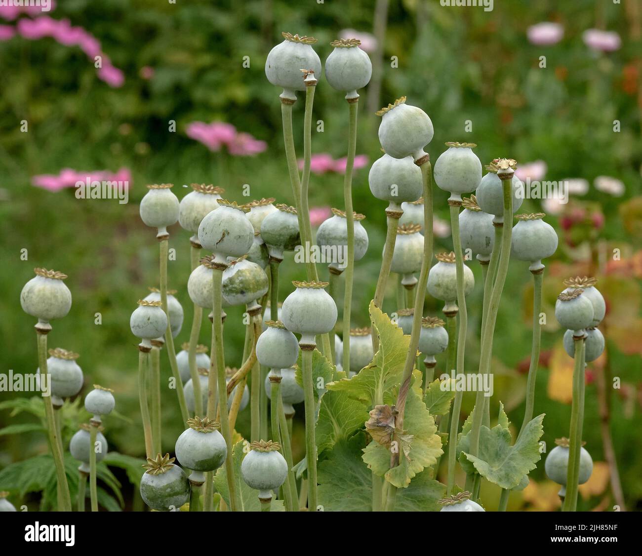 Poppy seed heads in an English herb garden UK Stock Photo