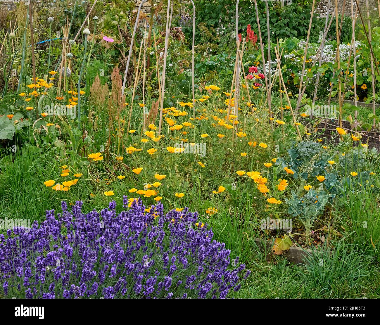 Colourful corner of a Somerset kitchen garden where vegetables herbs and flowers coexist to increase biodiversity and encourage pollinators Stock Photo