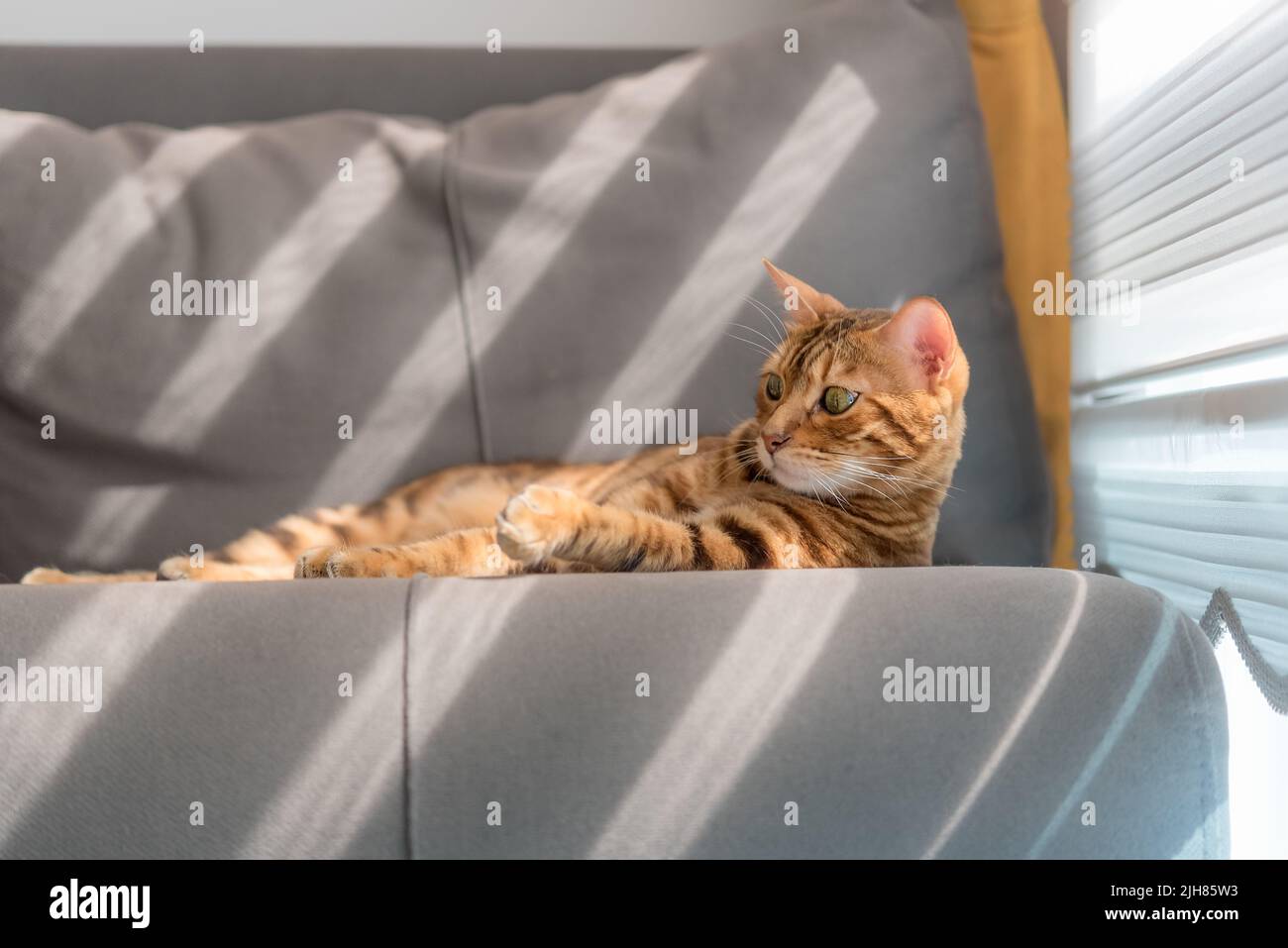 Portrait of a beautiful red Bengal cat with green eyes in the interior